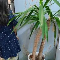 گل یوکا بزرگ|گل و گیاه طبیعی|مشهد, سمزقند|دیوار