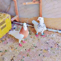 کفتر طوقی شازده ۲۰ عدد|پرنده|شیراز, آزادگان|دیوار