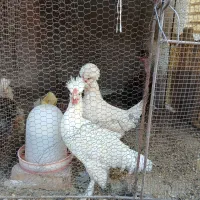 جوجه خروس سلطان و فری|حیوانات مزرعه|نیشابور, بنیاد شهید|دیوار