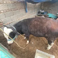 گوساله سیمینتال پرواری