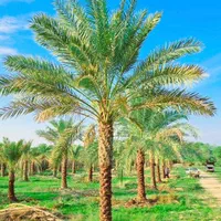 درخت پالم چه زیباست نخل