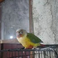 فروش طوطی گرینچیک