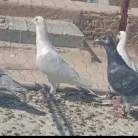 کفتر پلاکی