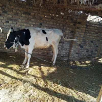 گاوه شیری.   3. عدد|حیوانات مزرعه|ایرانشهر, |دیوار