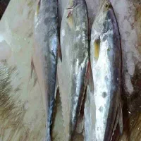 ماهی شیر تازه حراج فقط تماس بگیرید بدون استخوان