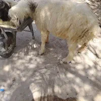 قوچ