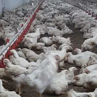 کارگر مرغداری