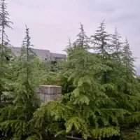 فروش انواع گل و گیاه به صورت عمده|خدمات باغبانی و درختکاری|رامسر, |دیوار