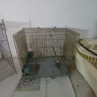 قفس
