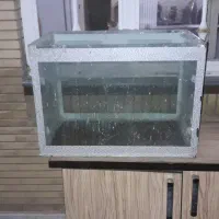 آکواریم ماهی