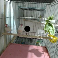 سهره نر بخون.فنچ شکلاتی|پرنده|قم, شهرک فاطمیه|دیوار