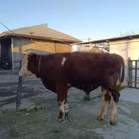 سیمینتال|حیوانات مزرعه|رشت, نامجو|دیوار