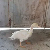 فروش یک اردک