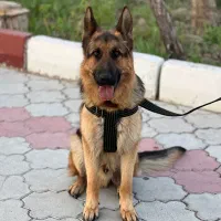 سگ ژرمن نر|حیوانات|ارومیه, |دیوار