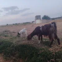 بزغاله ماده همراه بچه اش