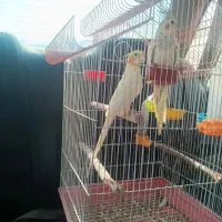 عروس هلندی|پرنده|میناب, |دیوار