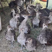 طاووس ،جوجه طاووس