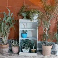 گل طبیعی|گل و گیاه طبیعی|بندر کنگان, |دیوار