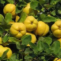 نهالستان رامین اسکندرزاده