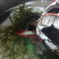 ماهی فایتر|ماهی|ساوه, |دیوار