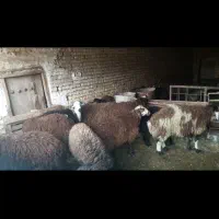 بره افشاری نر ۵۵ کیلو|حیوانات مزرعه|چادگان, |دیوار