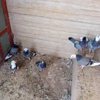 ۷ عدد شازده سبز|پرنده|اردکان, |دیوار