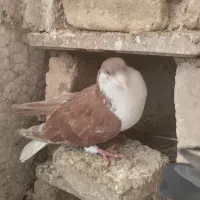 صده قزمز|پرنده|باشتین, |دیوار