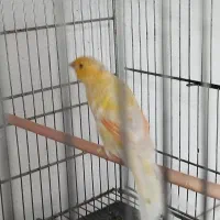 قناری سوپر کشیده|پرنده|شاهرود, |دیوار