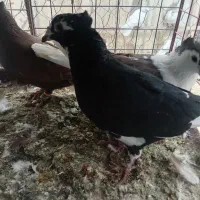 کوتر پرنده فروشی علی لنگری|پرنده|بجنورد, |دیوار