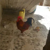 خروس محلی