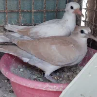 پرنده خانگی|پرنده|خاش, |دیوار