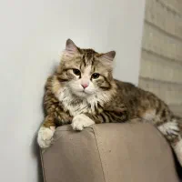 واگذاری گربه خانگی