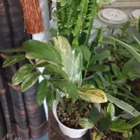 گیاه زامیفولیا ابلغ|گل و گیاه طبیعی|زرند, |دیوار