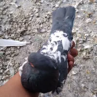 سینه مشگی|پرنده|زیباشهر, |دیوار