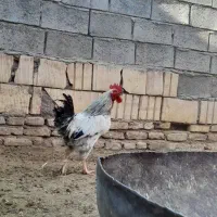 خروس جوان‌و‌چاق|حیوانات مزرعه|تربت جام, مسکن ملی|دیوار