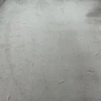 پالازموکت طوسی|موکت|ورامین, ورامین|دیوار