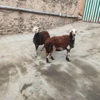 بره ماده وبره قوچ پلنگی عتیقه آنتیگ