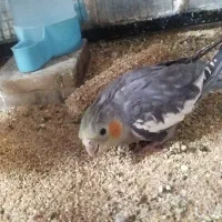 عروس وکوتوله|پرنده|نجفآباد, یزدانشهر|دیوار