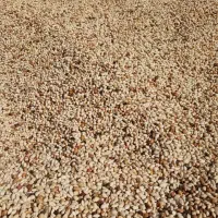 پسته پوک روابی خریدنقدی