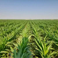 فروش ویا اجاره