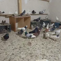 کبوتر|پرنده|محمدبار, |دیوار