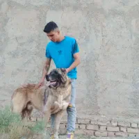 سگ سرابی