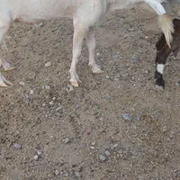 نربز سانن صددرصد