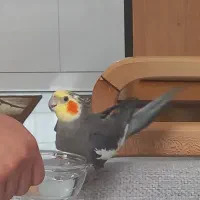 عروس هلنی سخنگو