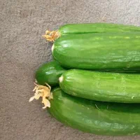 خیار گلخانه فروشی