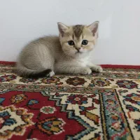 گربه نژاد دار بریتیش|گربه|زنجان, |دیوار
