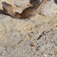 مرغ گلین و جوجه محلی اصل|حیوانات مزرعه|ایذه, |دیوار