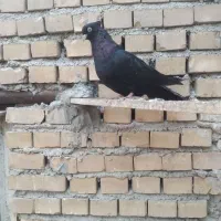 زاغ ماده|پرنده|بندر ماهشهر, |دیوار