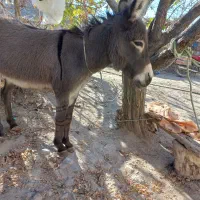 الاغ نر|حیوانات مزرعه|شیروان (خراسان), |دیوار