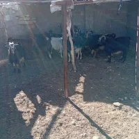 50 تا بز داشتی درجه 1